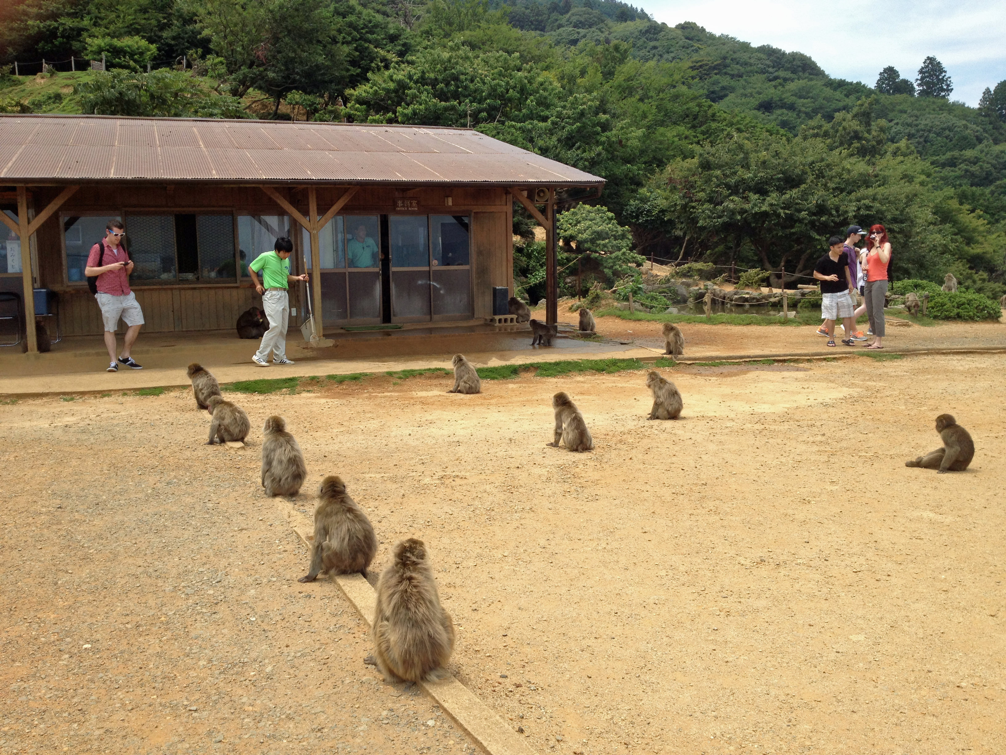 Iwatayama Monkey Park - Arashiyama, Kyoto - Japan Travel