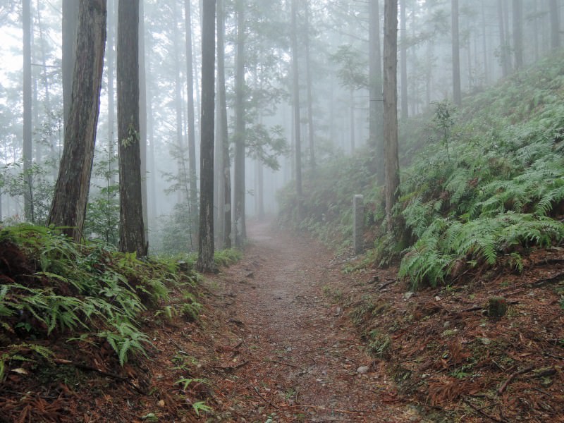 Kumano Kodo Nakahechi