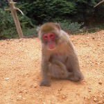 Arashiyama Monkey Park