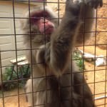 Arashiyama Monkey Park