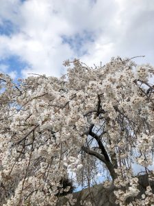 Cherry Blossoms