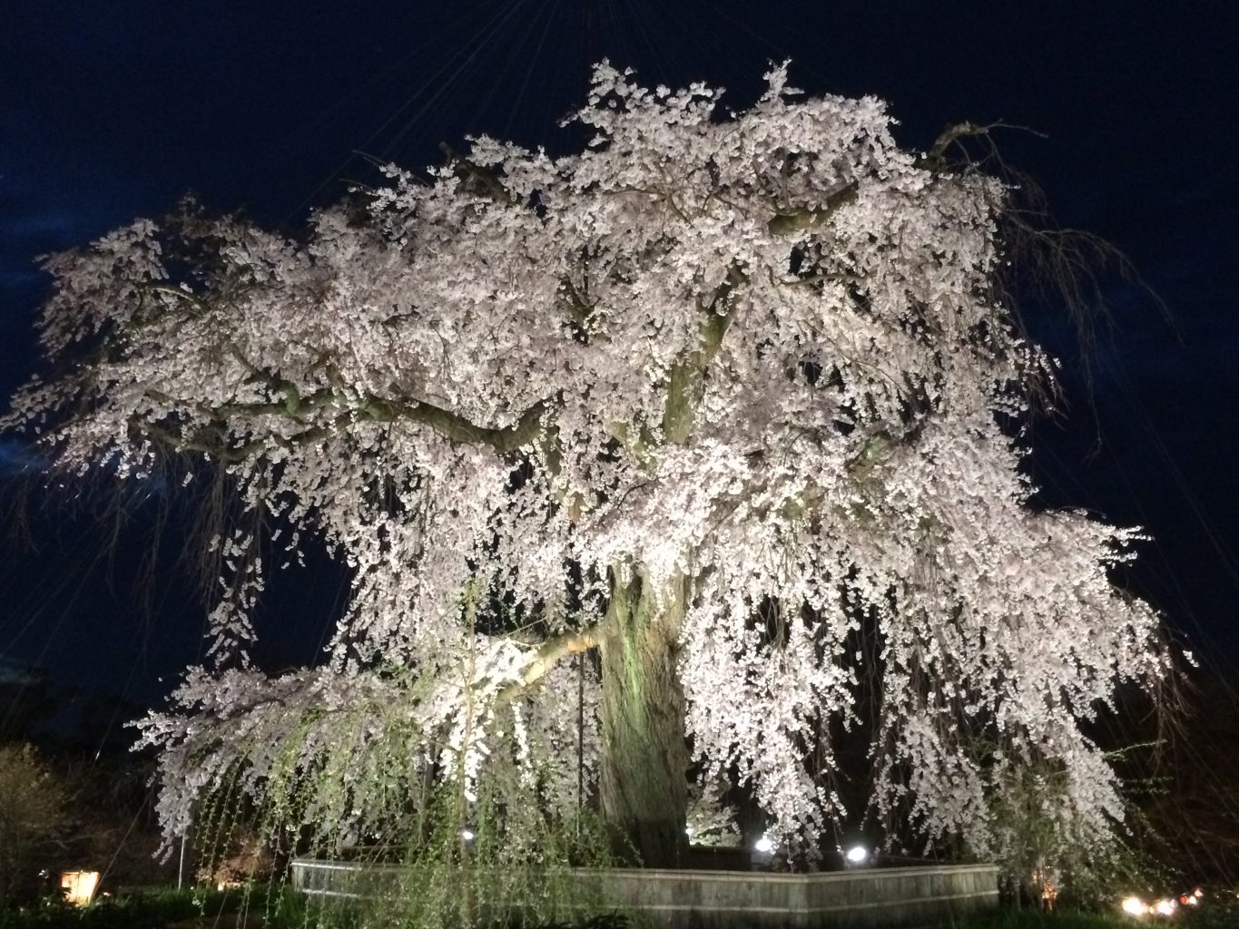 Cherry Blossom Tours - Samurai Tours
