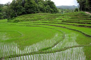 Rice Fields