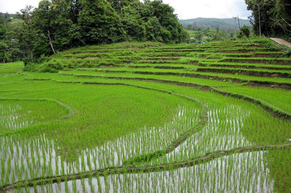 Rice Fields