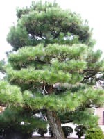 Fourth Generation Sagarimatsu Pine at Ichijoji