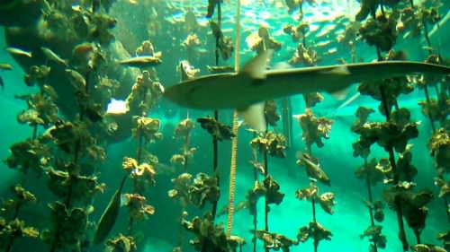 Display of Oyster Farm at the new Miyajima Aquarium