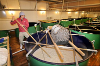 Sake Fermentation