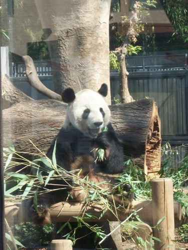 Panda at the zoo