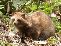 realTanuki